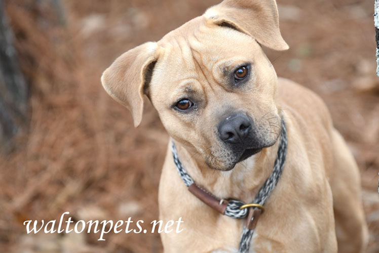 Cute tan male Pitbull Terrier Dog outside on leash Picture