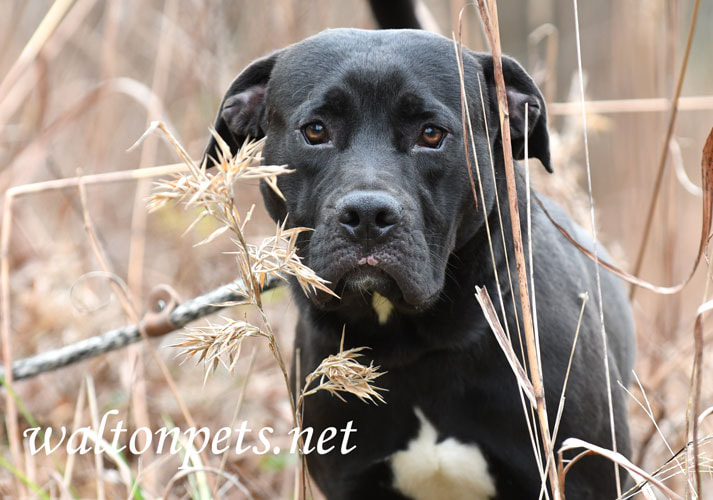 Male Black Labrador Retriever and Pitbull mix dog Picture