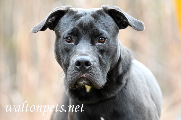 Male Black Labrador Retriever and Pitbull mix dog Picture