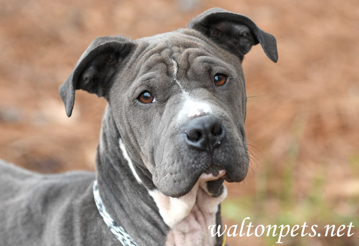 Female blue Shar Pei and Pitbull mix dog with wrinkles outside on leash Picture