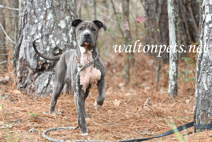 Female blue Shar Pei and Pitbull mix dog with wrinkles outside on leash Picture