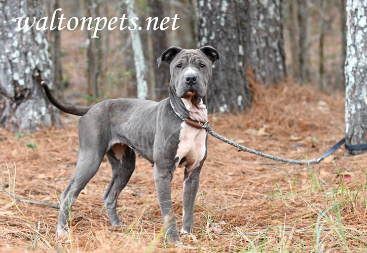 Female blue Shar Pei and Pitbull mix dog with wrinkles outside on leash Picture