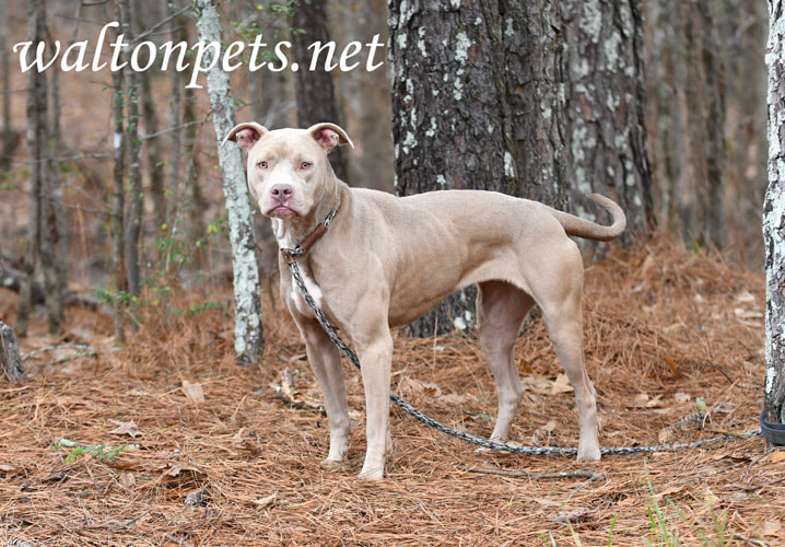 Tan female Pitbull Terrier mix dog rescue pet adoption photography Picture