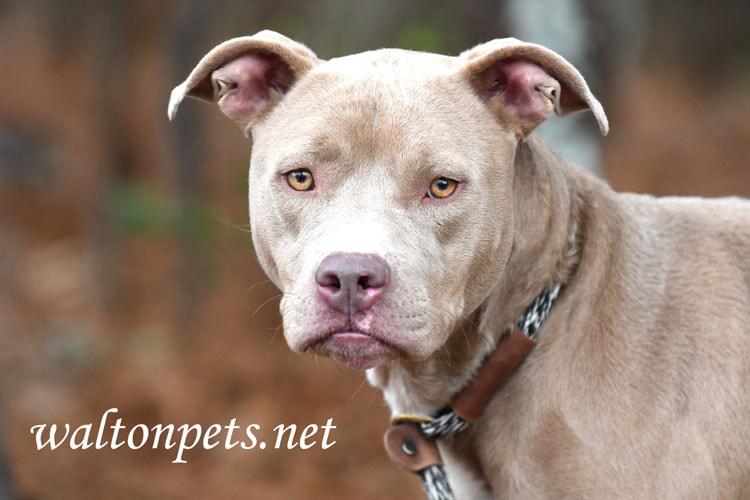 Tan female Pitbull Terrier mix dog rescue pet adoption photography Picture