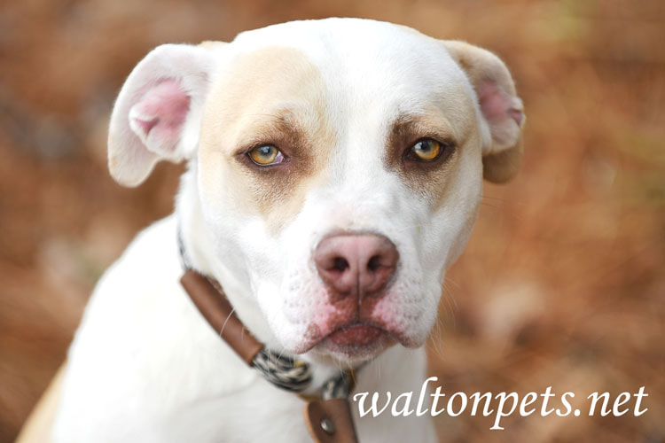 White and tan Labrador Pitbull mix breed dog outside on leash Picture