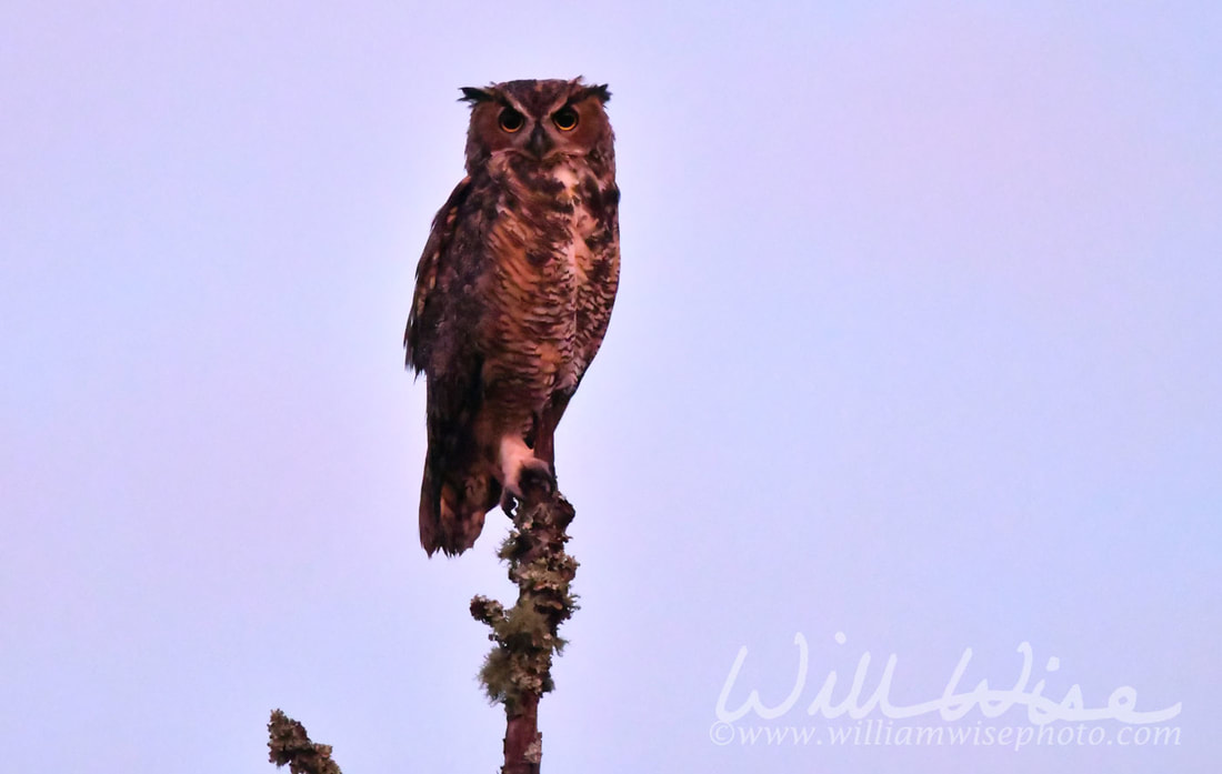 Great Horned Owl Picture