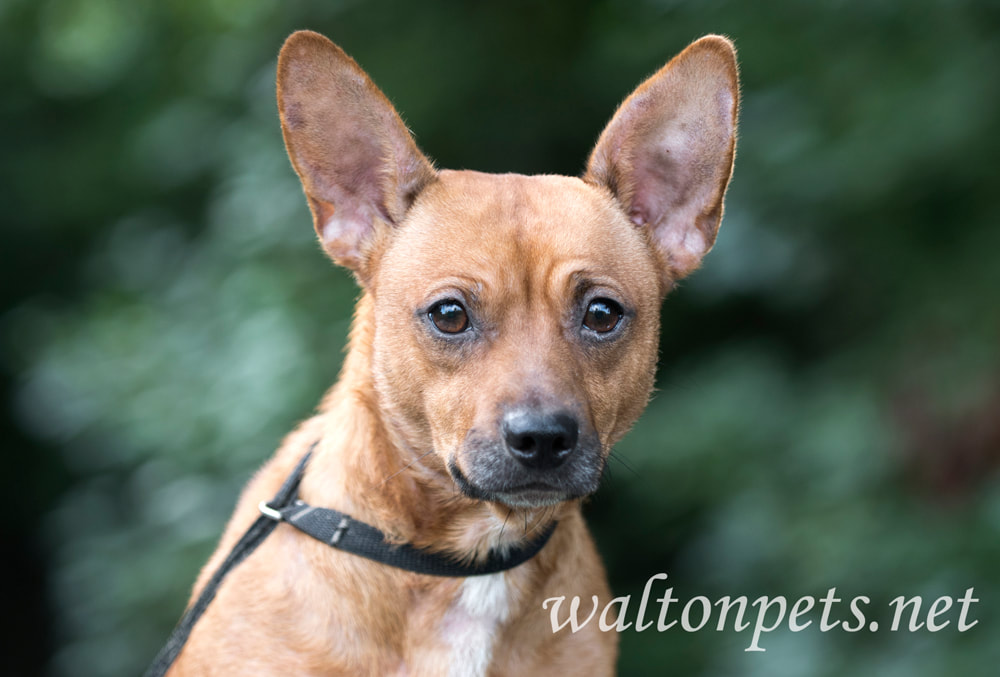 Miniature Pinscher Chihuahua mixed breed dog adoption photo Picture