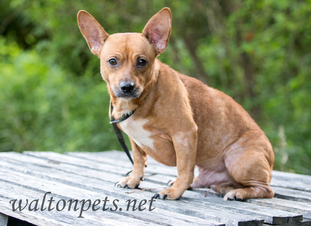 Terrier with flea allergy Picture