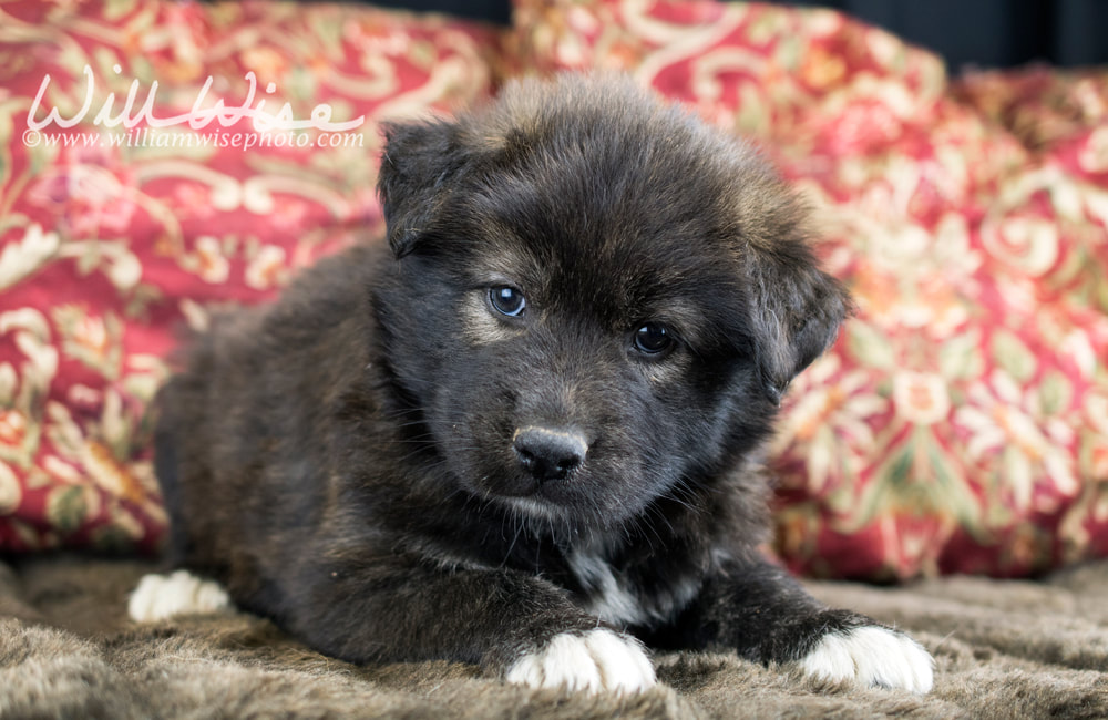 Australian Shepherd mix breed puppy Picture