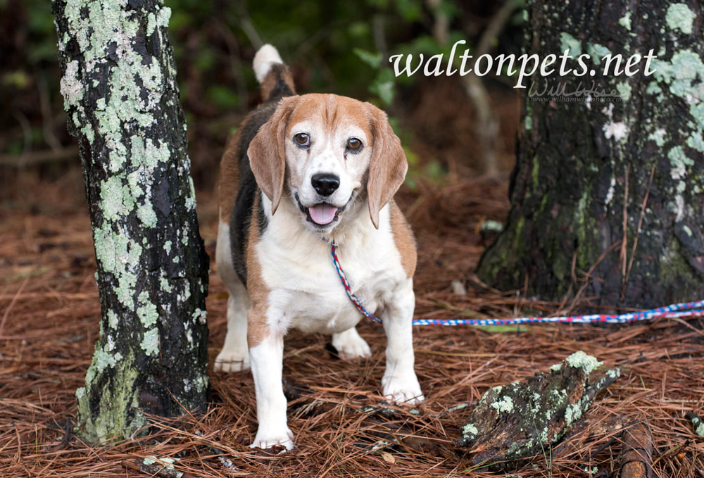  Chubby neutered Beagle dog outside on leash Picture