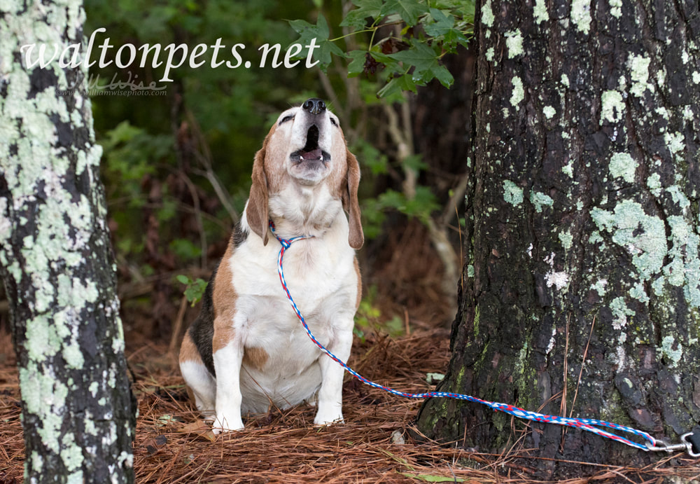 Barking howling baying Beagle dog Picture