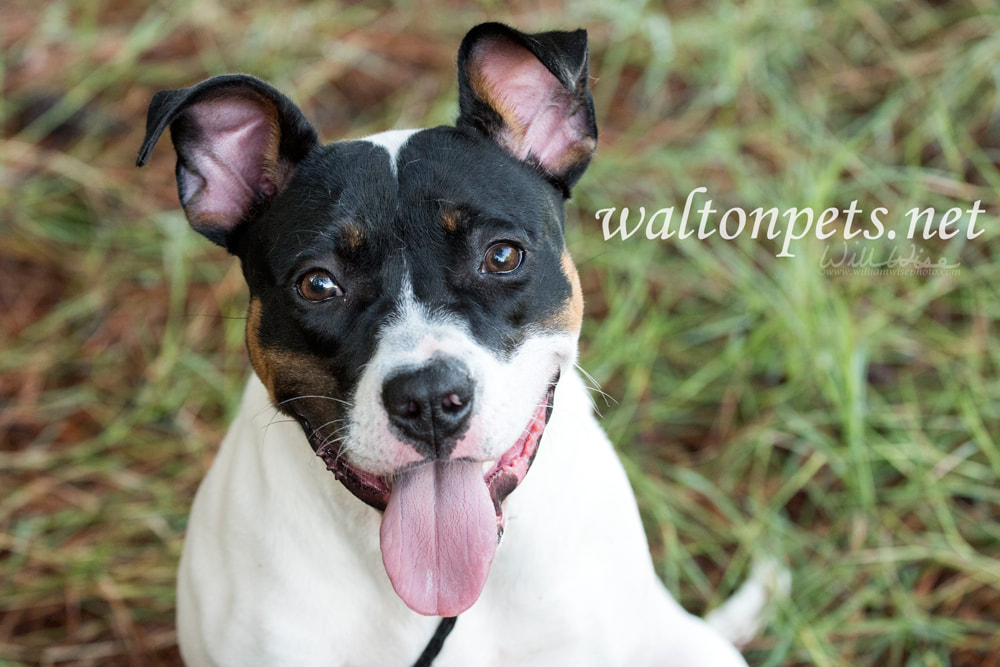 Happy Pit Bull and Boxer mixed breed puppy dog outside on leash Picture