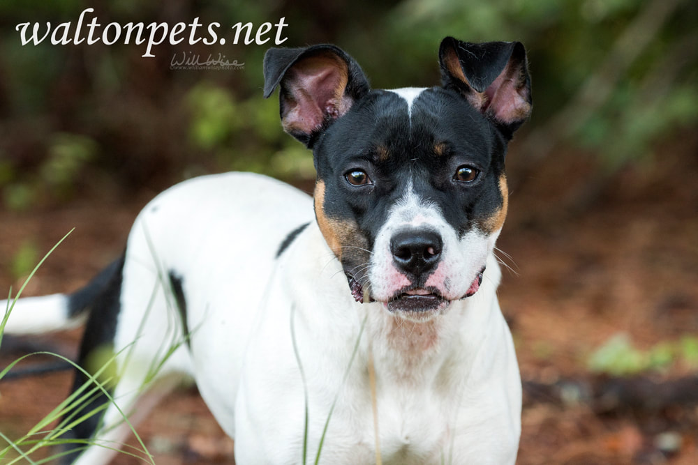 Happy Pit Bull and Boxer mixed breed puppy dog outside on leash Picture