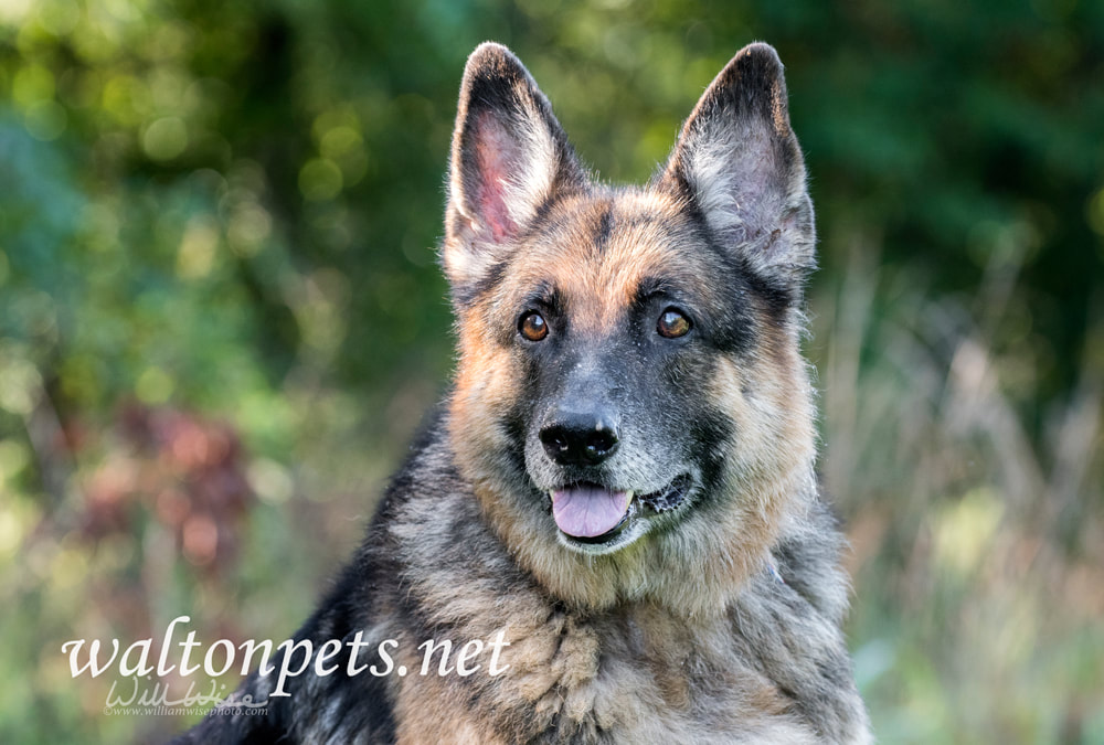 Senior German Shepherd Dog outside Picture