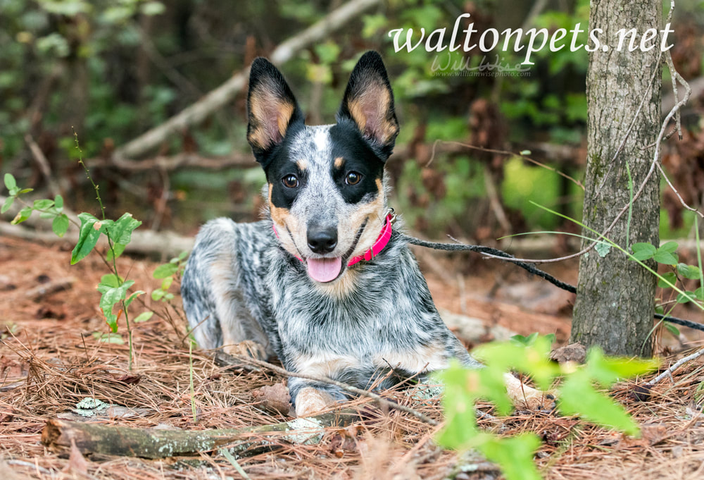 Cute Queensland Blue Heeler puppy Picture