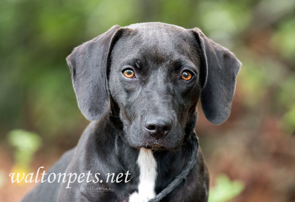 Beagle Dachshund puppy dog with floppy ears Picture