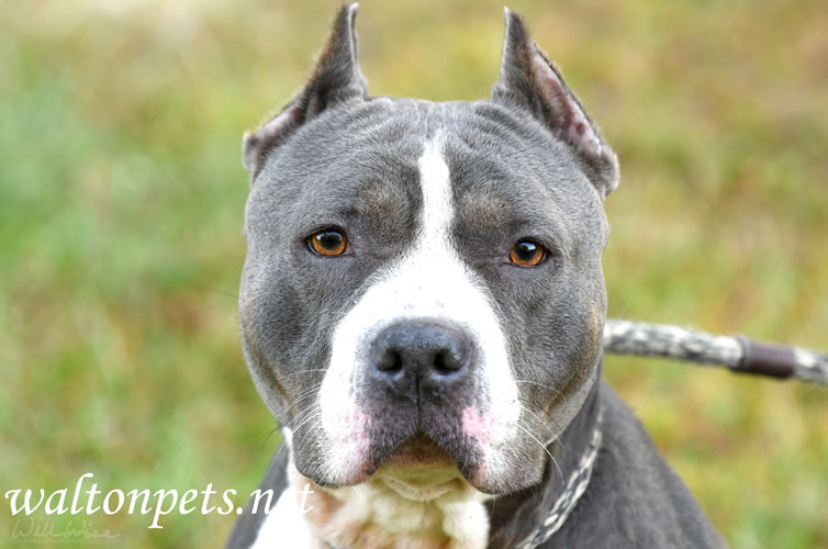 Blue Pitbull Cropped Ears Picture