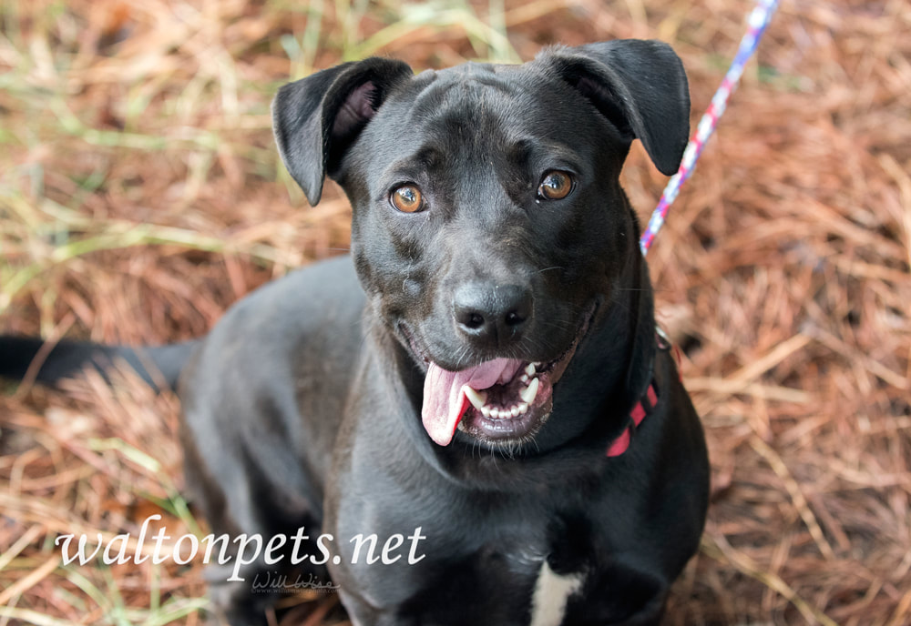 Happy Lab Basset Bassador mixed breed dog Picture