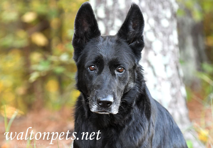 Black German Shepherd Dog Picture