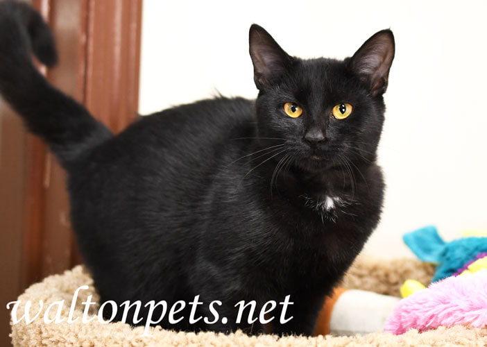 Black Cat Animal Shelter Picture