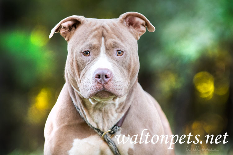Pitbull Dog Picture