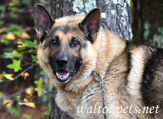 German Shepherd Dog Picture