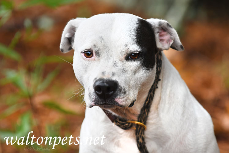 Black and White Pitbull Picture