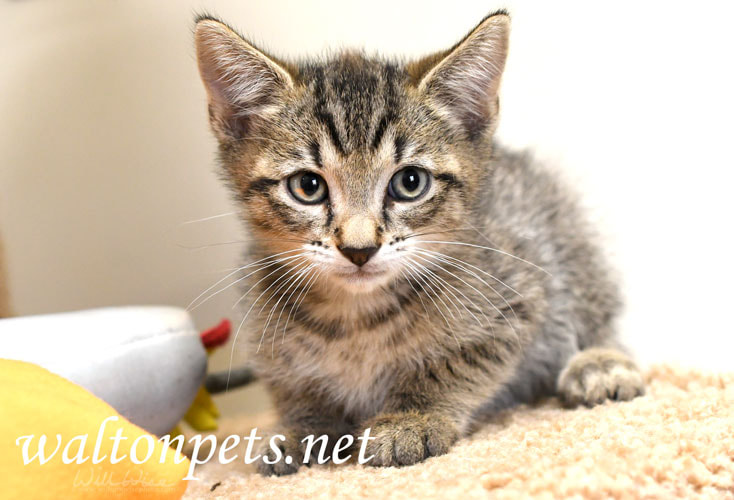 Tabby Kitten Picture