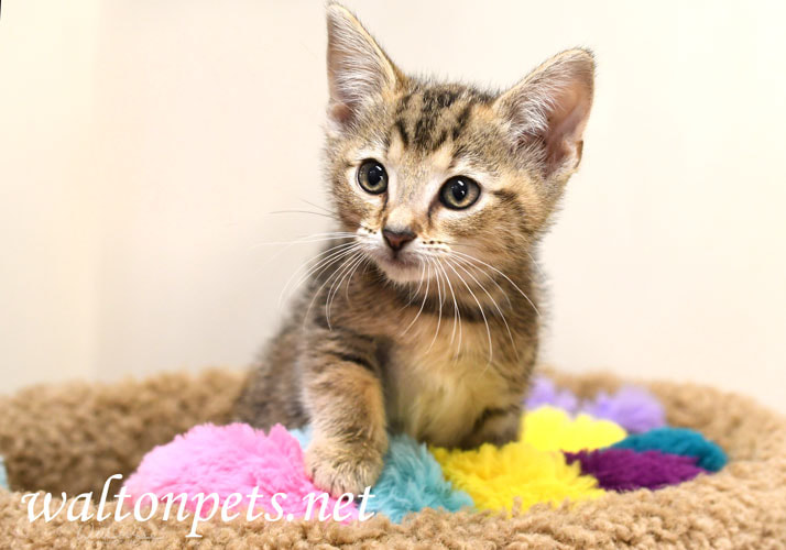 Tabby Kitten Picture