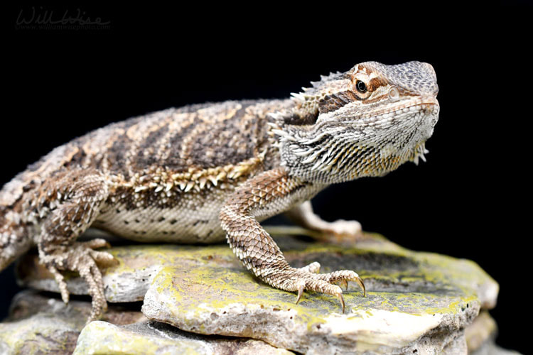 Bearded Dragon Picture