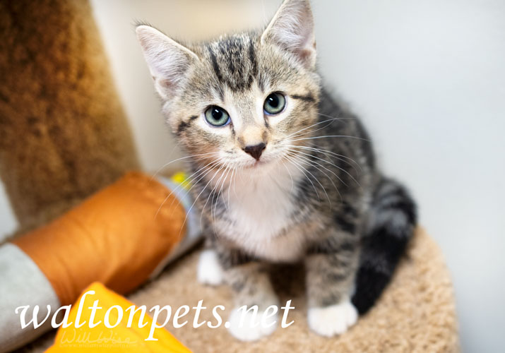 Tabby Kitten Picture