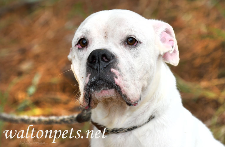 White Boxer Picture