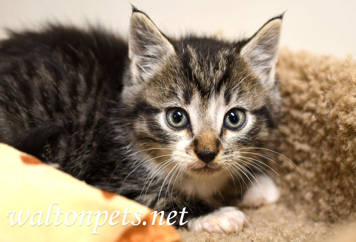 Tabby Kitten Picture