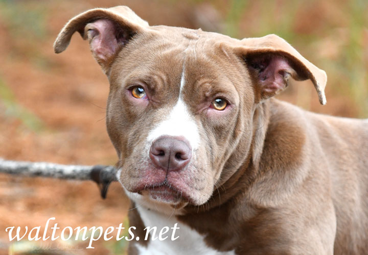 chocolate pitbull terrier puppy Picture