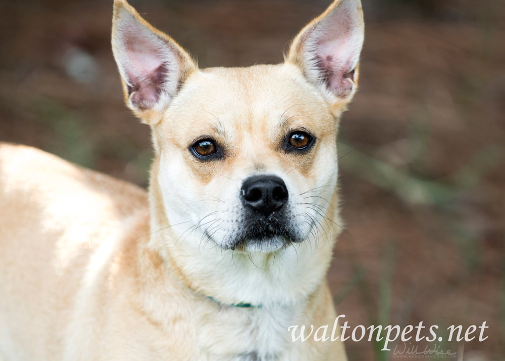 Cute blonde terrier and Chihuahua Picture