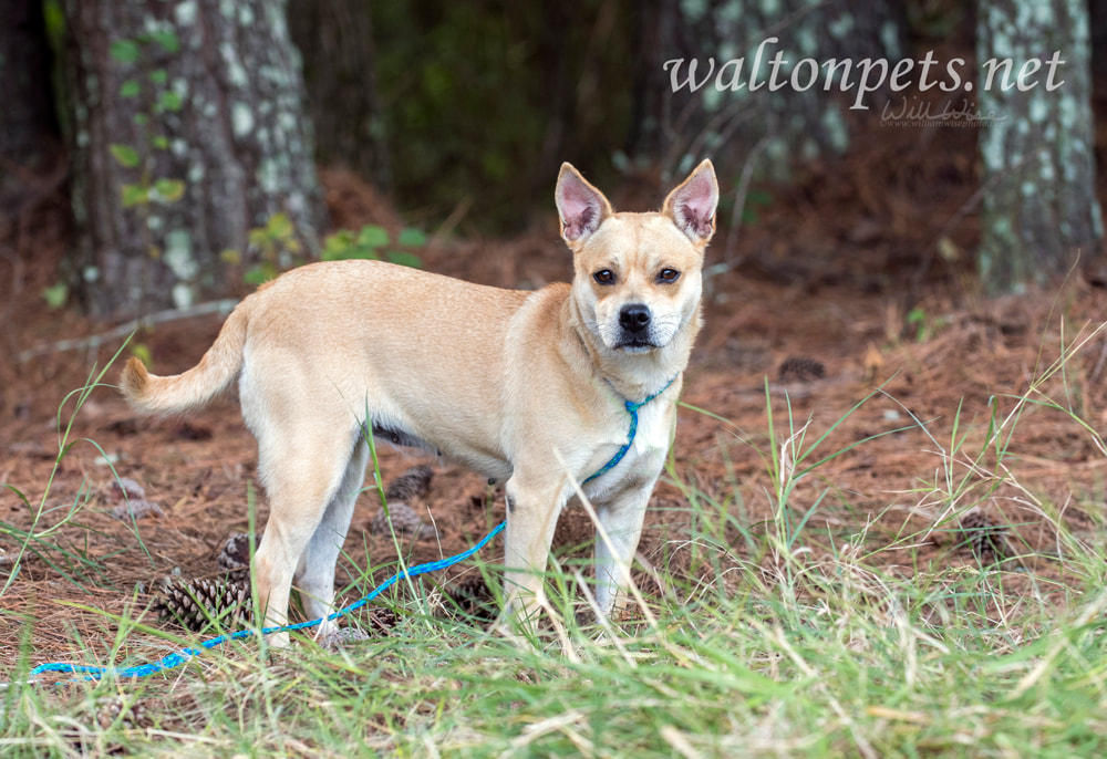 Cute blonde terrier and Chihuahua Picture