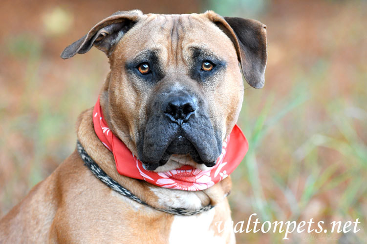 Mastiff Dog with bandana Picture