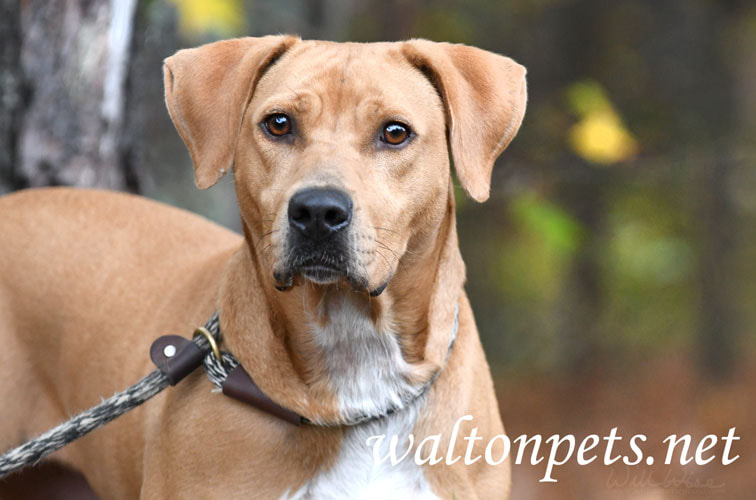 Red Retriever Vizsla Dog Picture