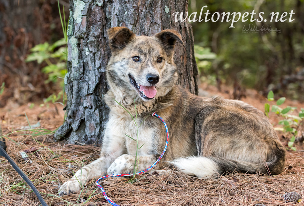 Happy Aussie mix breed dog wagging tail Picture