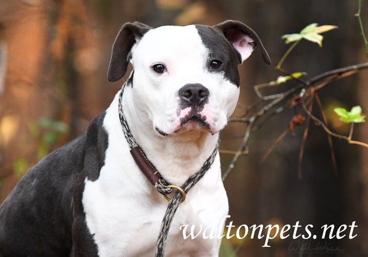 Black and White Male Pitbull Terrier Dog Picture