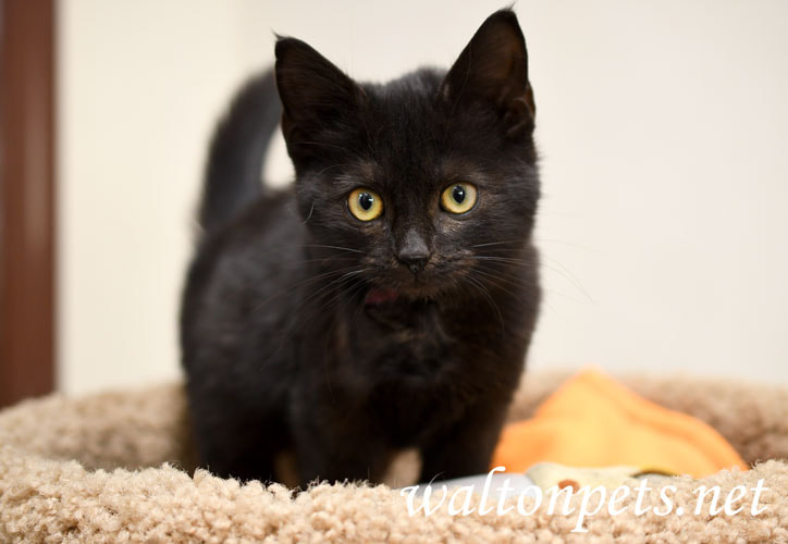animal shelter black kitten Picture