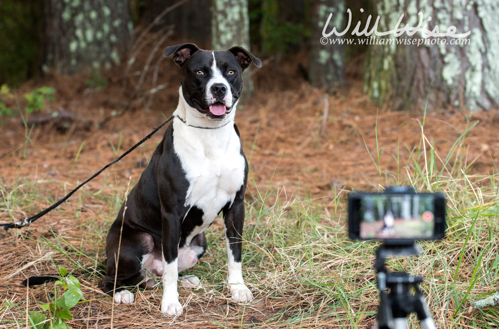 Dog being filmed and photographed for animal shelter pet adoption website Picture