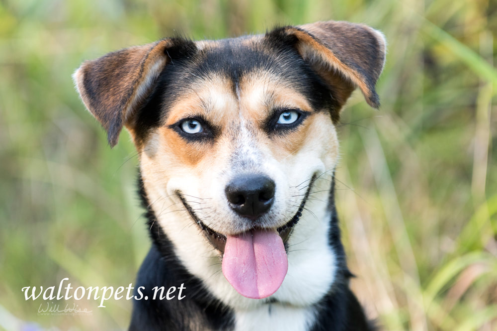 Happy playful Husky mixed breed dog with blue eyes Picture