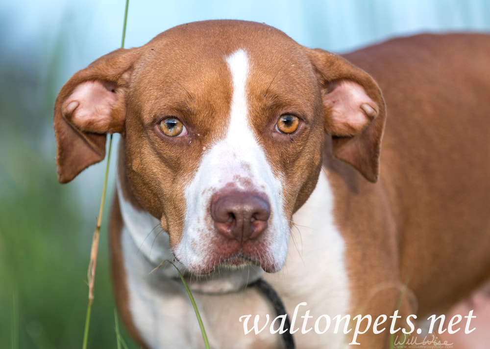 Pointer mixed breed dog outside on leash Picture