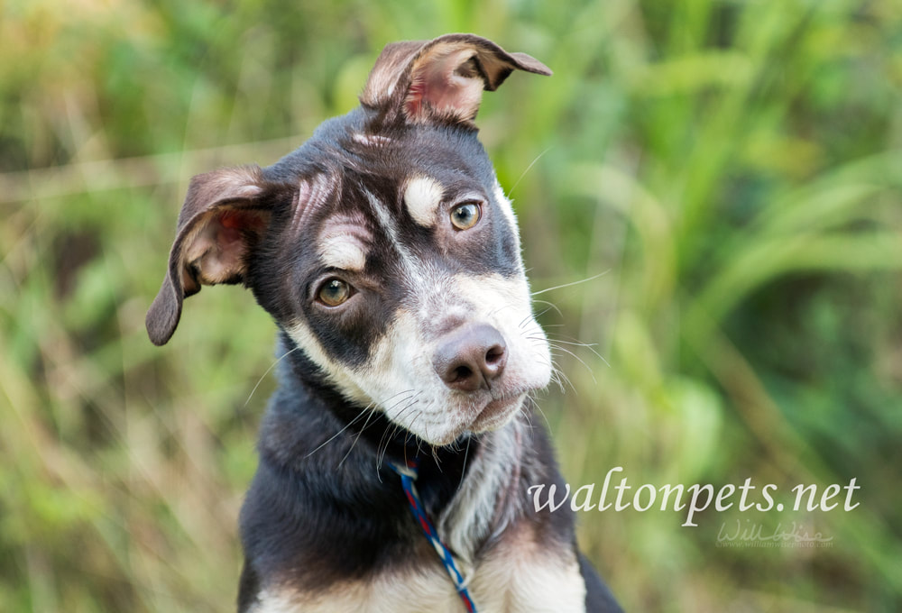 Skinny pit bull puppy Picture