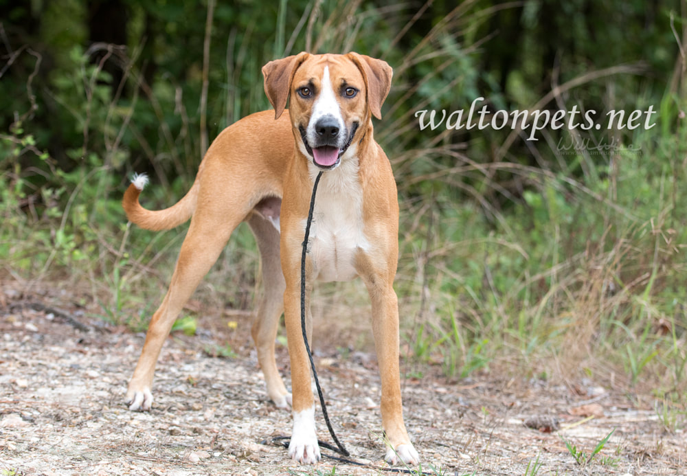 Hound mix breed dog outside on leash wagging tail Picture