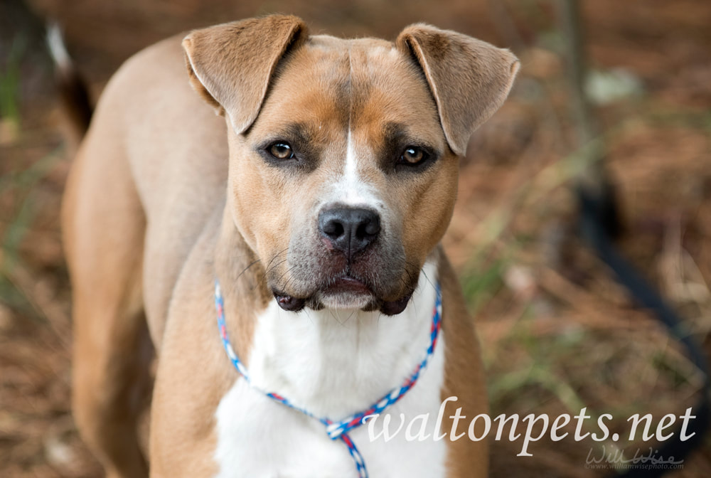 Brown and white American Pitbull Terrier dog tied outside on leash Picture