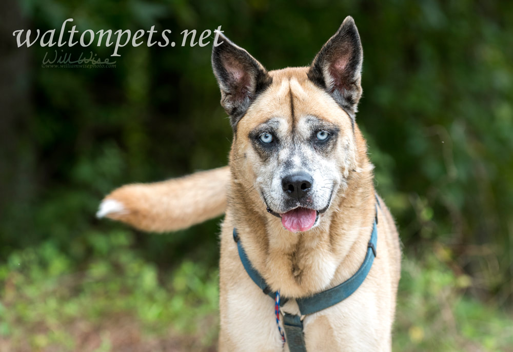 Older Shepherd Husky mix dog with blue eyes and harness animal shelter adoption Picture