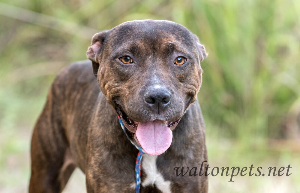 Brindle American Pit Bull Terrier dog panting tongue Picture