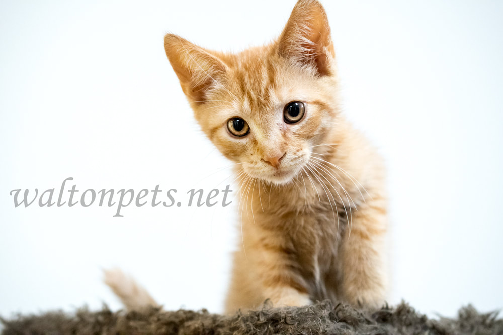 Cute orange kitten animal shelter adoption rescue Picture